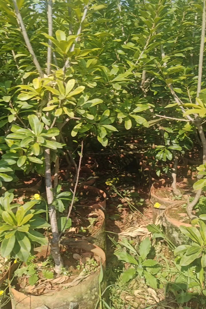 2公分杨梅