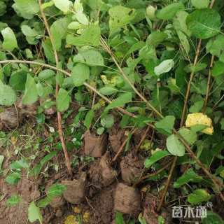 8公分黄栌