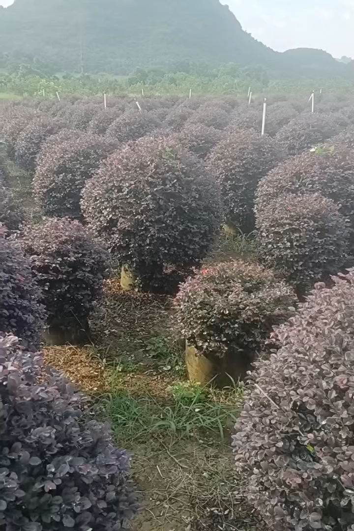 高度38厘米红花继木
