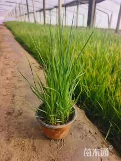高度25厘米矮蒲苇