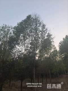 10公分大叶女贞