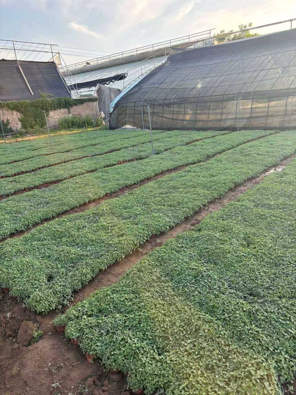 高度20厘米荆芥
