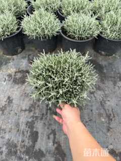 高度25厘米银香菊