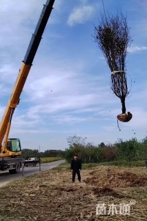 8公分榆叶梅