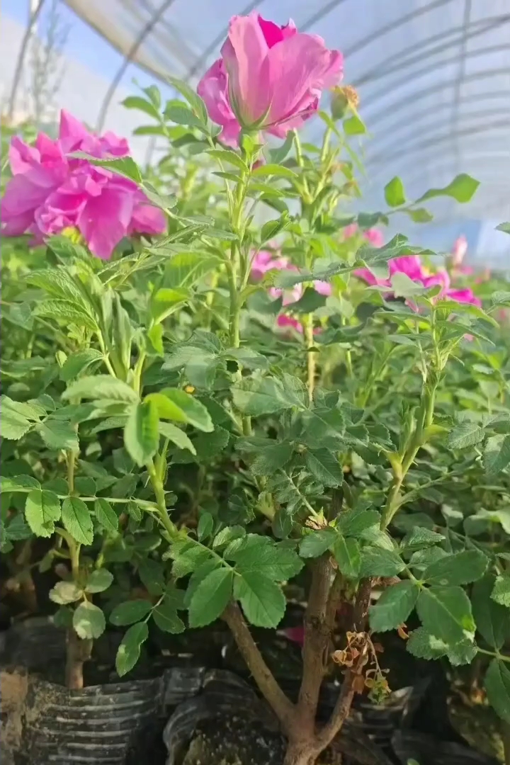 高度30厘米四季玫瑰