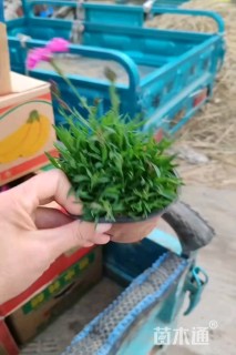 高度10厘米欧石竹
