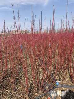 高度60厘米红瑞木