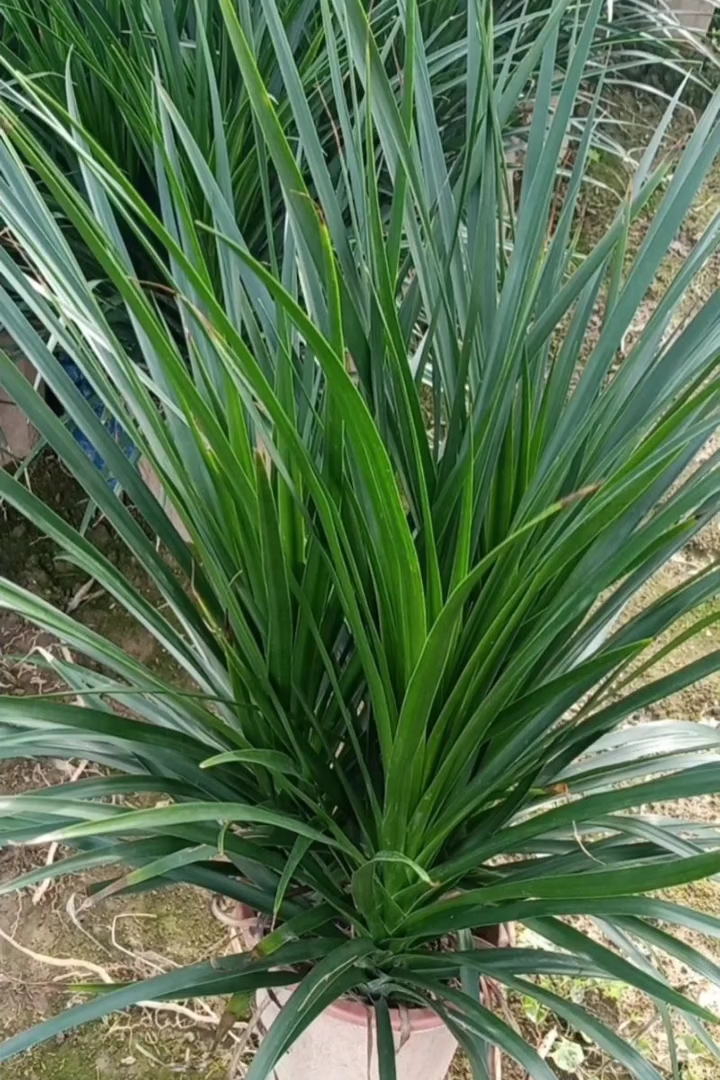 高度60厘米龙血树