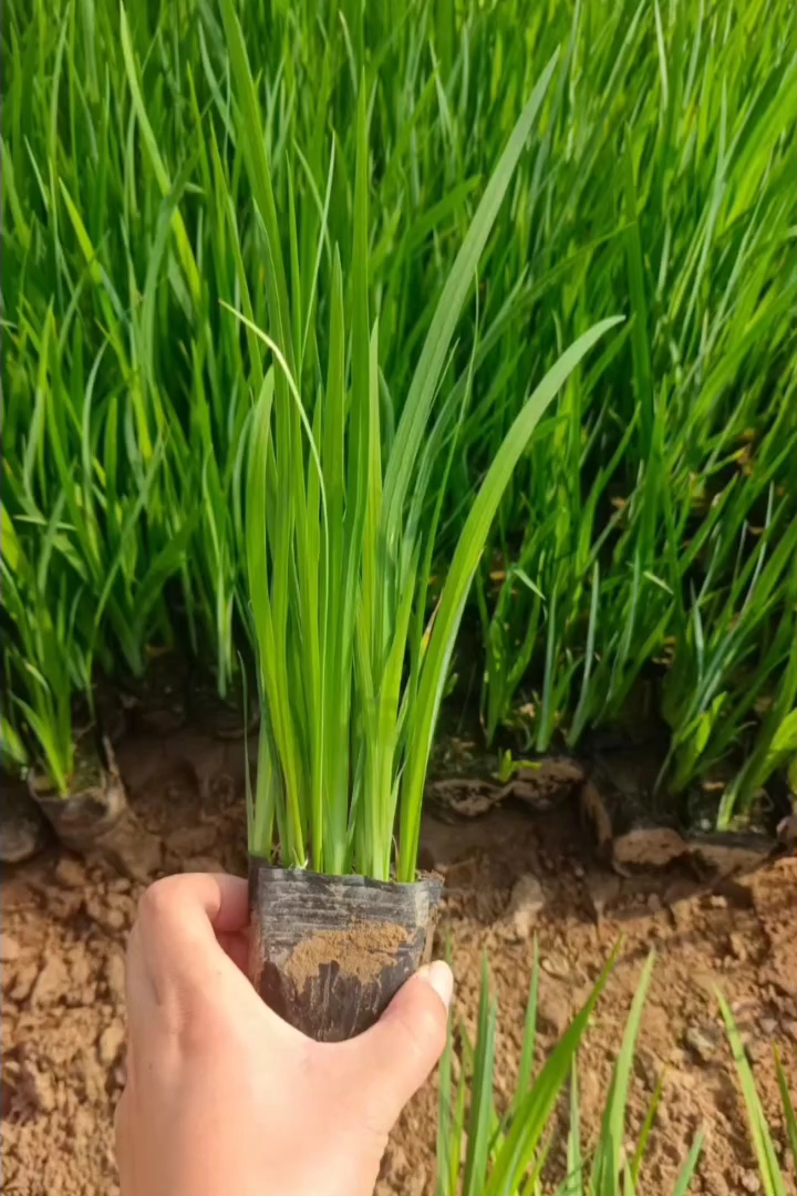 高度25厘米花菖蒲
