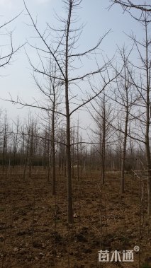 8公分银杏