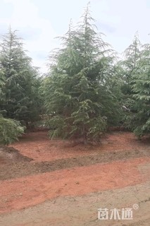 高度500厘米雪松