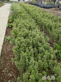 高度46厘米金边黄杨