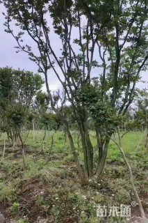 高度450厘米丛生紫薇