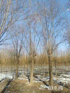 30公分垂柳