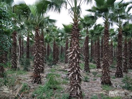 300厘米华盛顿棕榈