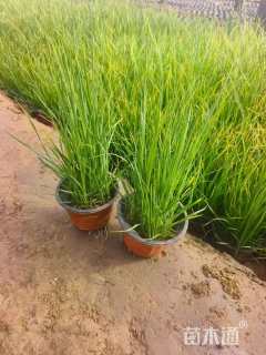 高度18厘米矮蒲苇