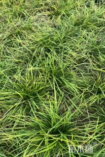 高度20厘米丹麦草