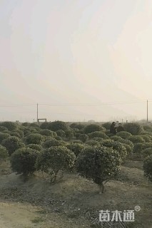 高度220厘米大叶黄杨