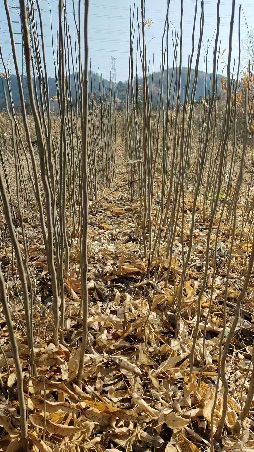 高度120厘米无患子小苗