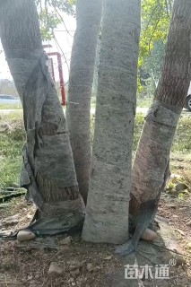 50公分(4杆)丛生乌桕