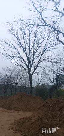 43公分朴树