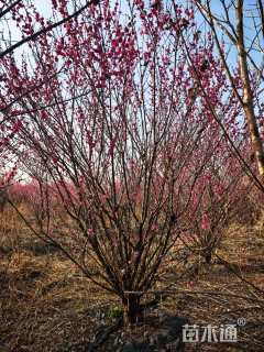 5公分(8杆)丛生红梅