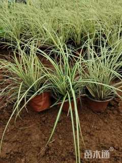 高度20厘米金丝苔草