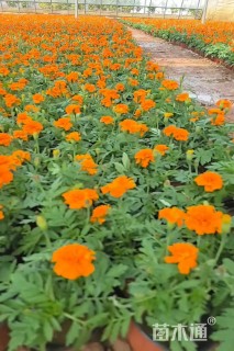 高度15厘米孔雀草