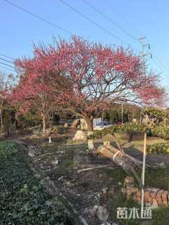 19公分红梅