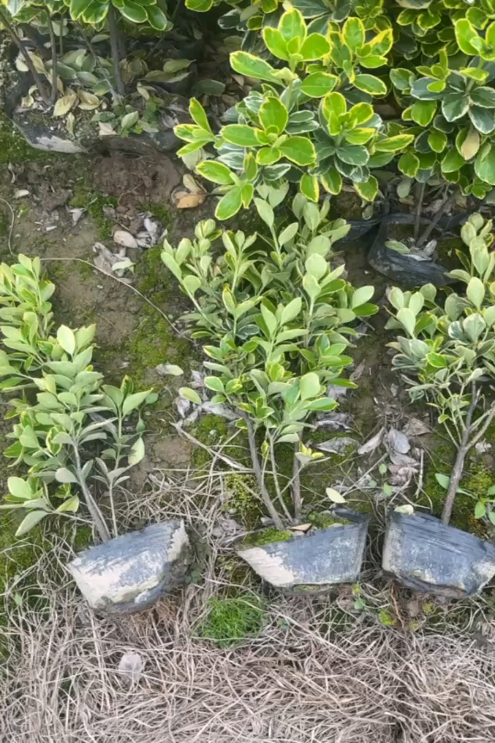 高度40厘米金边黄杨