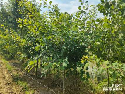 10公分黄栌