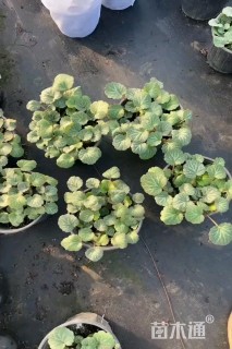 高度20厘米虎耳草