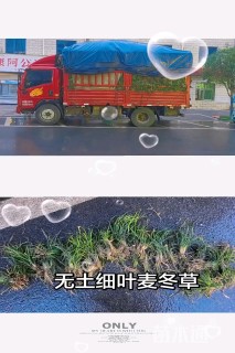 高度15厘米细叶麦冬草