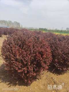 冠幅120厘米紫叶小檗球