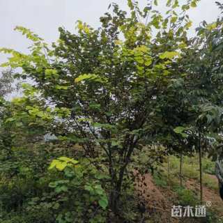 5公分加拿大紫荆