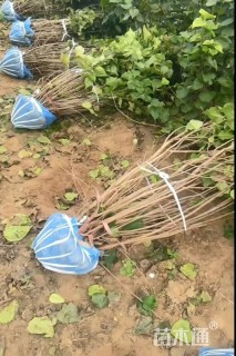 高度180厘米丛生丁香