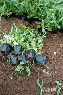 高度15厘米马鞭草