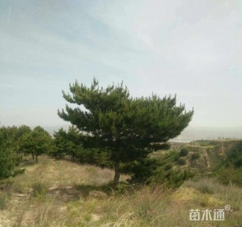 高度2000厘米油松