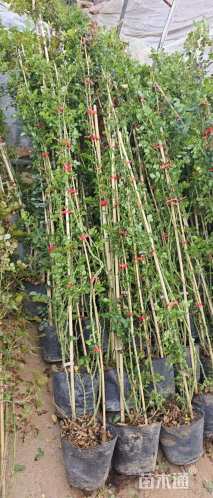 高度180厘米月季