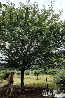 30公分日本晚樱
