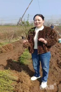 高度40厘米小叶女贞