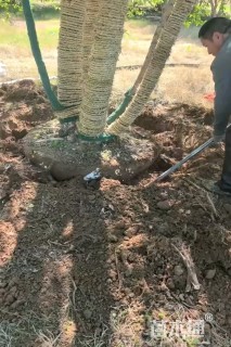 高度800厘米(5杆)丛生白桦