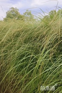 高度80厘米蒲苇