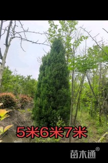 高度600厘米塔柏