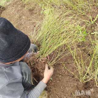 高度50厘米棣棠