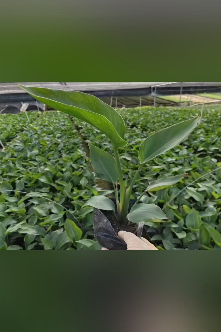 高度15厘米鹤望兰