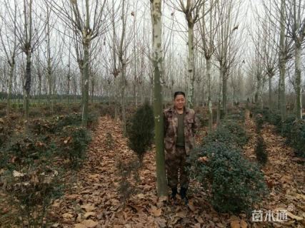 16公分速生法桐