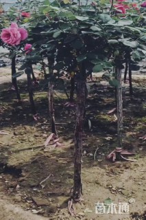 3公分树状月季