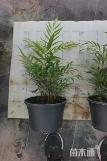 高度40厘米十大功劳