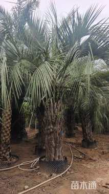 裸干高200厘米布迪椰子